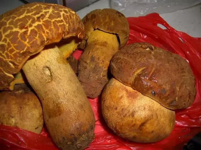 云南最好吃的野生菌在哪，中国最浪漫城市非她莫属