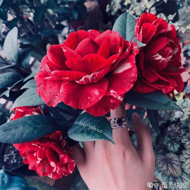 春夏秋冬四季什么花好看，这十种花几乎一年四季都开花