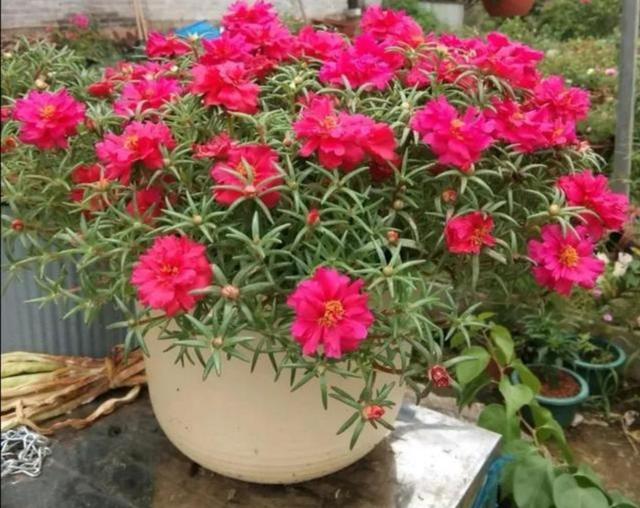 30种适合懒人养的花夏季，蹭蹭疯长、爆盆