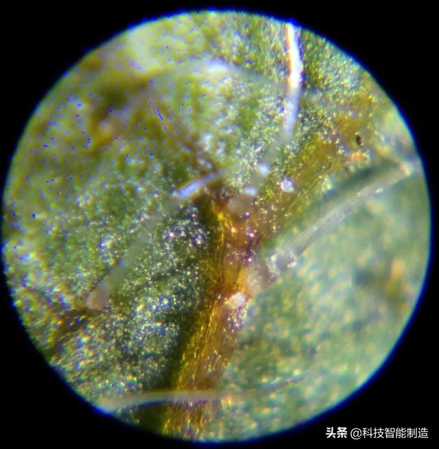 儿童科学探索显微镜，启发孩子科学探索思维