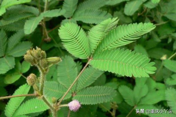 盆栽含羞草的养殖方法和注意事项，像小姑娘一样害羞的草本植物