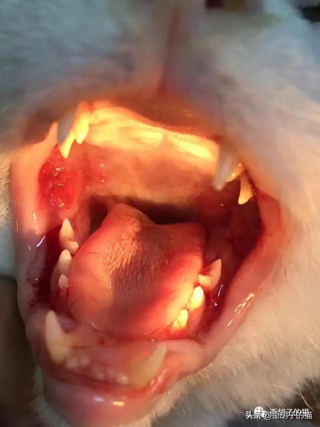 猫咪嘴臭怎么去除，猫咪口臭怎么办