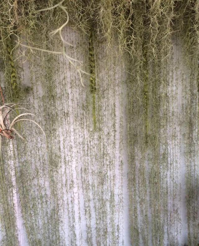 庭院中种什么爬藤花，院子里如果想搭设花廊架