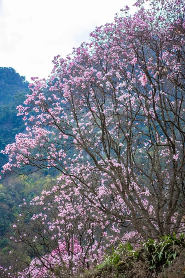 川西北花海风景，两天一夜川西秘境之旅