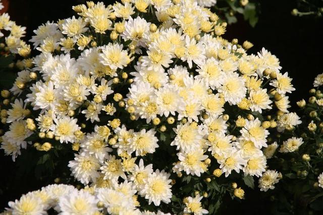 菊花开花时间和方法，菊花每年开花之后如何重新开花