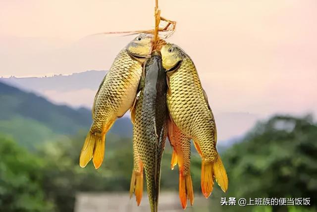 鲫鱼汤怎么炖好喝又营养，鲫鱼汤怎样做不腥又好喝又有营养（只会下油锅煎就错了）