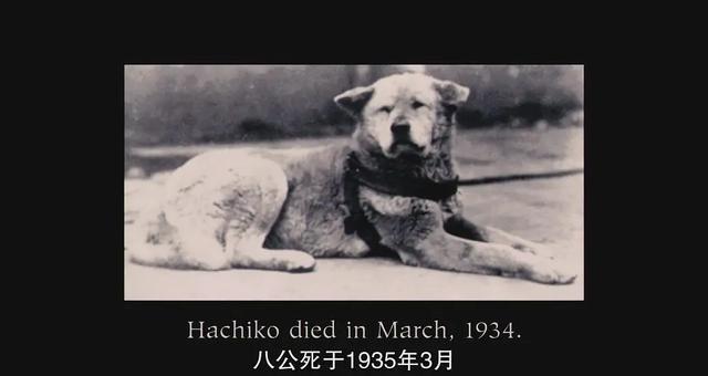 关于萌宠的电影有哪些，萌老大小安利丨这些关于宠物的电影你肯定没看过