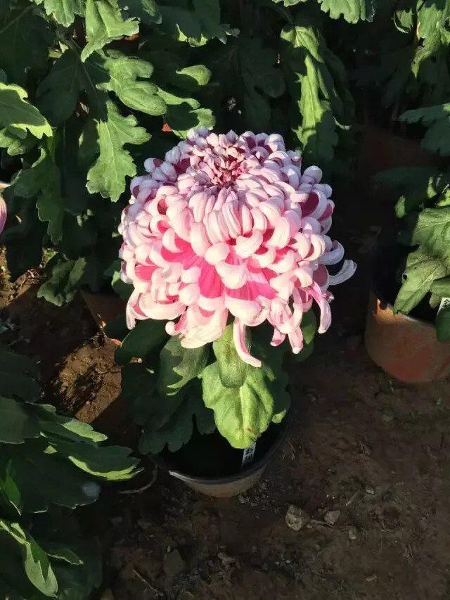 菊花盆栽的养殖方法和注意事项，菊花适合现在种