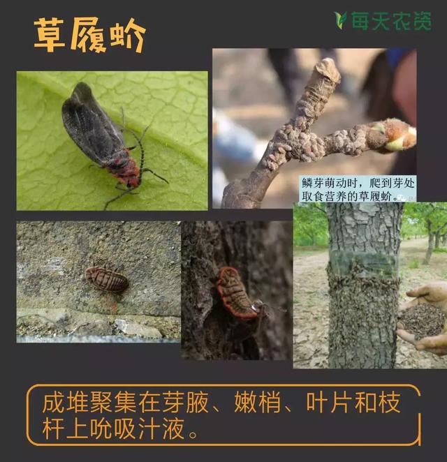 常见蚧类害虫汇总，蚧虫类虫害