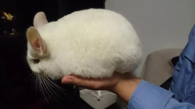 龙猫宠物饲养指南，龙猫饲养
