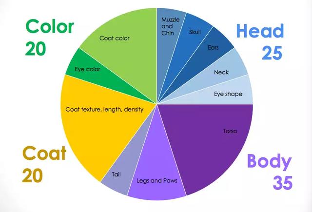 cfa猫，你必须了解关于英国短毛猫的一切