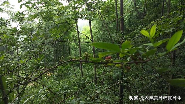 高大的野生百合，紫红色野百合珍贵吗