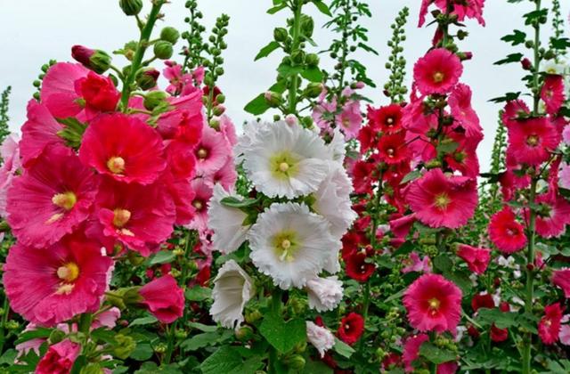 30种适合懒人养的花夏季，蹭蹭疯长、爆盆