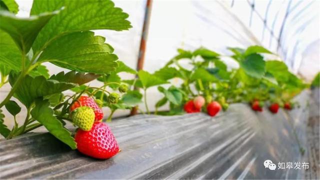 圣迹苍岩田园风光，邂逅最美下驾原