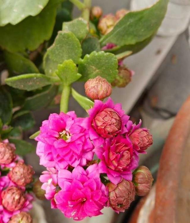 长寿花什么时候开花，长寿花什么时间开花好