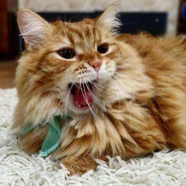 怎么改善猫咪口臭，猫咪口臭原因有哪些