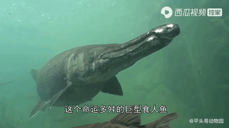 吸血的动物有哪些，最凶狠的十种吸血动物