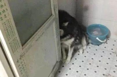 哪些狗狗性格温顺又便宜智商高，公认傻狗排行榜