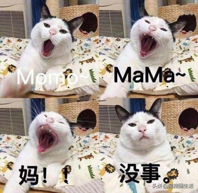 养猫的猫对人有什么好处，养猫的10个好处