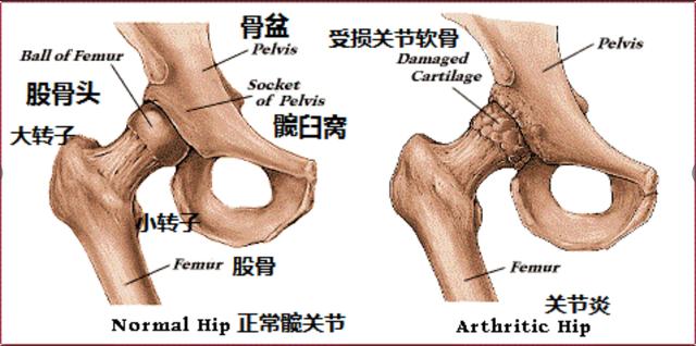 人体各关节位置名称及图，人体的六大关节是什么