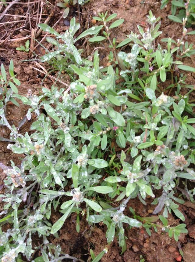 田艾籺的产地在哪里，家乡田艾籺江南青团子