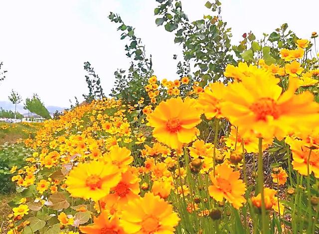六月的菊花长啥样，一起去打卡西昌初夏美景
