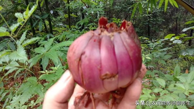 高大的野生百合，紫红色野百合珍贵吗