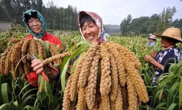 吉祥什么岁岁平安，猪年天天好运来围绕