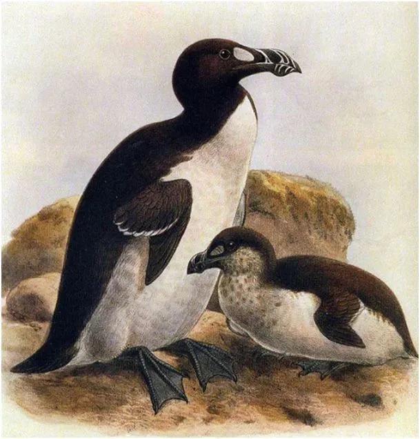 南极最大的大企鹅，最早的企鹅北极大企鹅