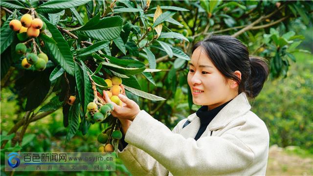 枇杷果种植产量及前景，广西凌云大果枇杷上市