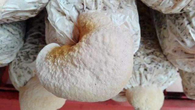 室内怎样种植灵芝，种灵芝遭全家嘲笑（在家里种灵芝的全部过程）