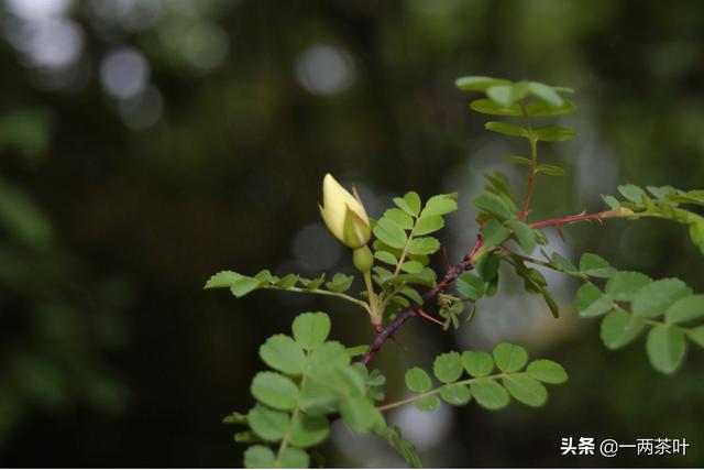 鲁西北话方言，有一说一的山东汉子