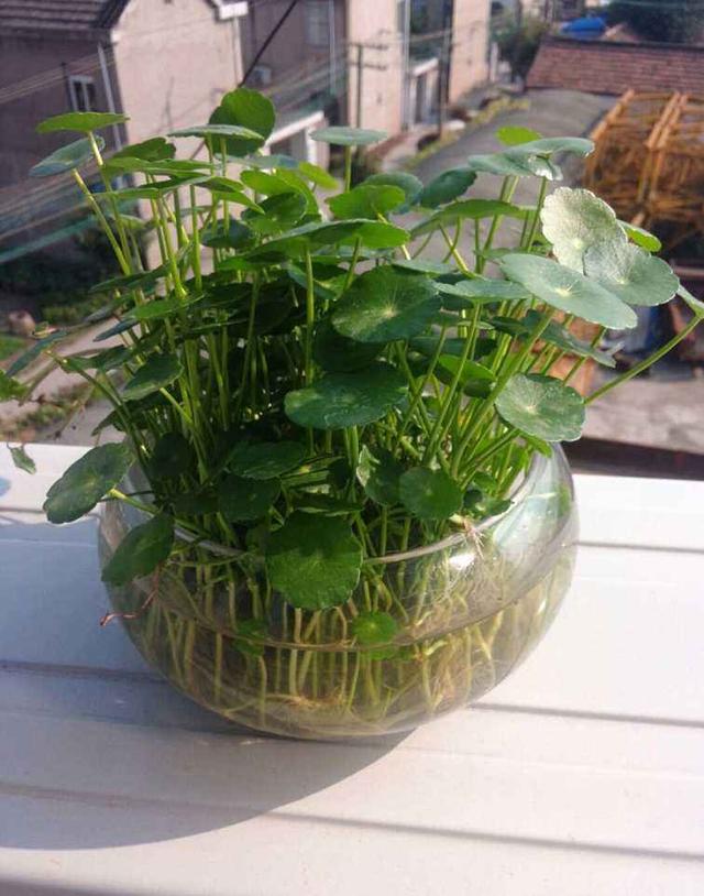 鱼缸适合养的植物，鱼缸里面可以养3种植物