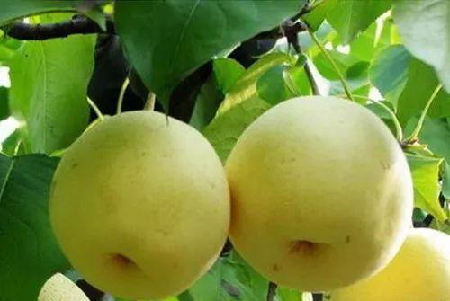 辽宁的物产有哪些，辽宁特有的水果