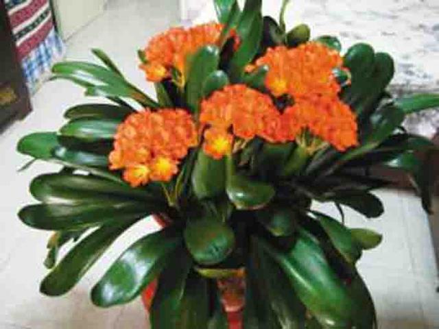 君子兰怎么浇水，君子兰的养殖方法和浇水方法