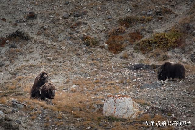 北极圈唯一一个不冷的地方，北极圈内的美丽岛屿