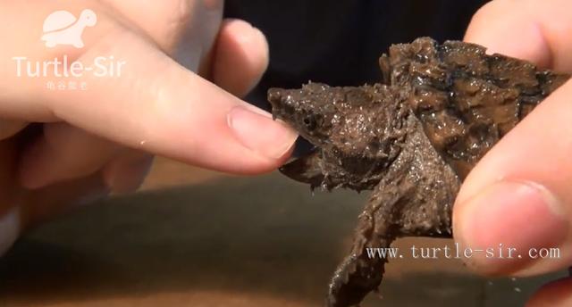 鳄龟好养不，妹子养了多年的鳄龟