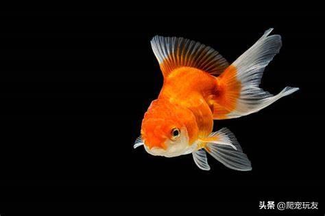 鱼和龟混养怎么喂食，掌握方法很重要鹭港相处没问题