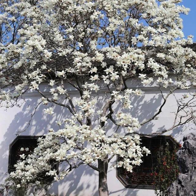 二十种风水树排名，5种富贵树