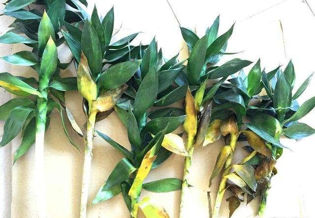 富贵竹黄叶怎么办，富贵竹出现黄叶了怎么办（富贵竹“黄叶”）