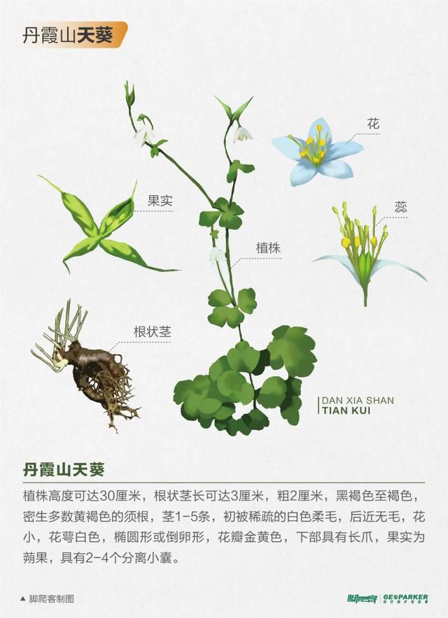 丹霞山海拔多少米，丹霞山重要景点有哪些（广东韶关丹霞山进入观云海最佳时期）