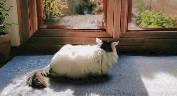 故宫最胆小御猫，我们只是惊呼是不够的