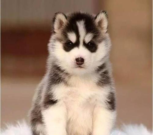 阿拉斯加犬与哈士奇，阿拉斯加犬与哈士奇的区别是什么（为你解读五个哈士奇和阿拉斯加的区别）