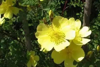 花语代表治愈的花，100种花的花语养养眼