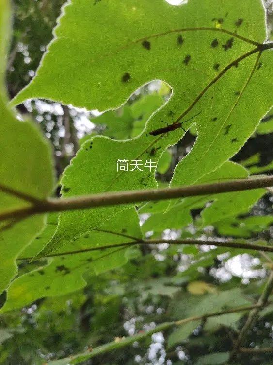 害虫的危害和防治方法，防治蚜虫、粉虱、飞虱最经典的药剂