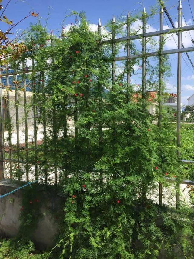 庭院中种什么爬藤花，院子里如果想搭设花廊架