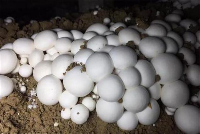 菌菇的栽培技术，蘑菇高效优质栽培技术要点