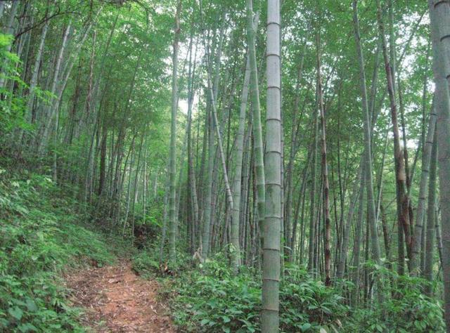 毛竹林优质丰产培育技术，毛竹林种植新消息