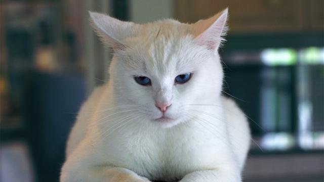 猫咪换牙后要注意什么，猫咪多大开始换牙