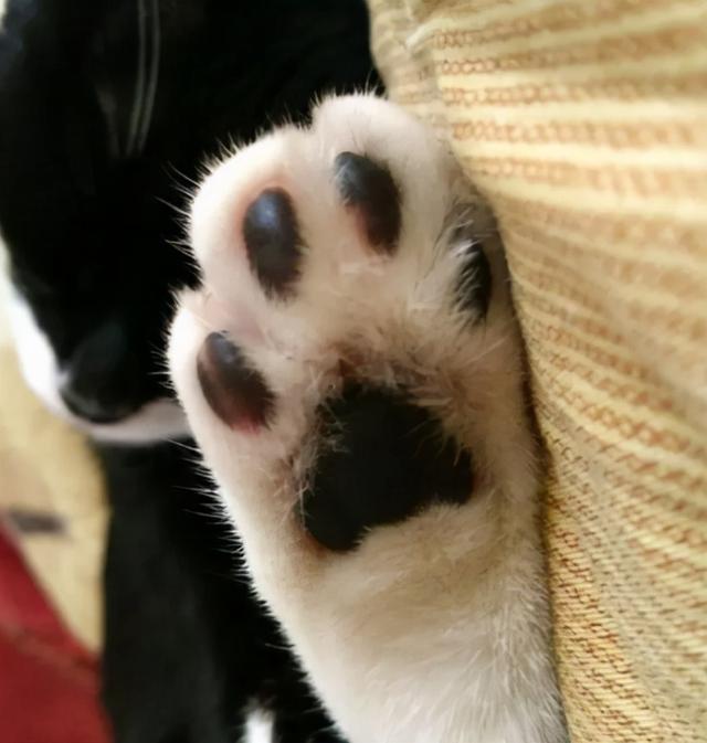 如何从猫咪的肉垫看出性格，猫咪的肉垫形状